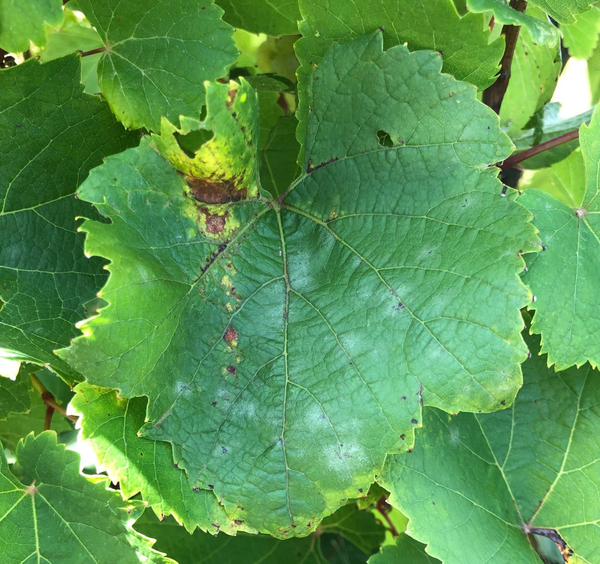 Downy mildew and powdery mildew symptoms on the same leaf